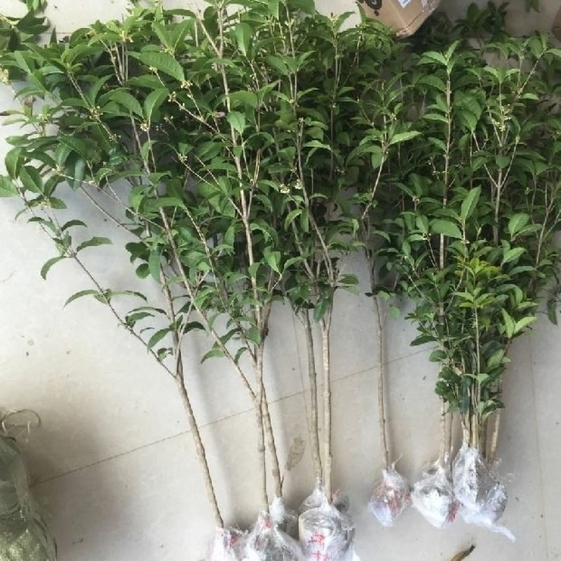 四季桂，大量供应1一5公分四季桂，大量出售