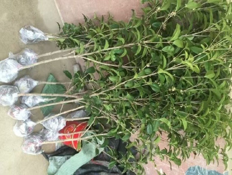 四季桂，大量供应1一5公分四季桂，大量出售