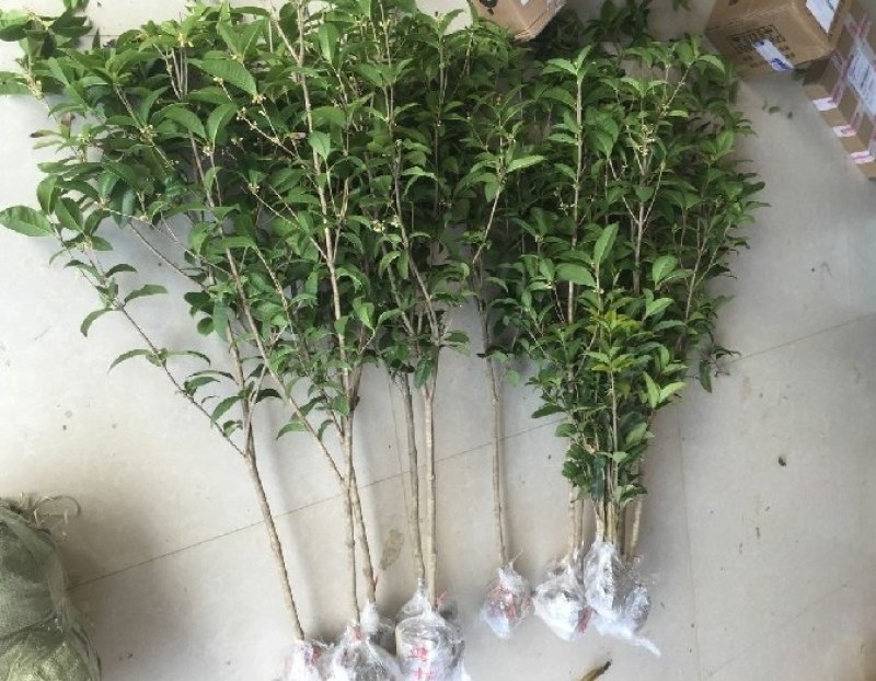 四季桂，大量供应1一5公分四季桂，大量出售