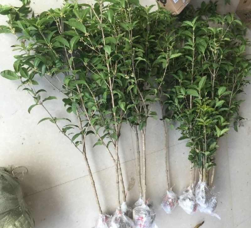四季桂，大量供应1一5公分四季桂，大量出售