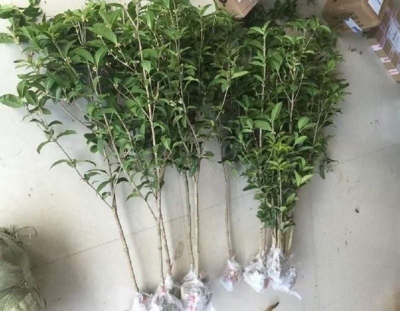 四季桂，大量供应1一5公分四季桂，大量出售