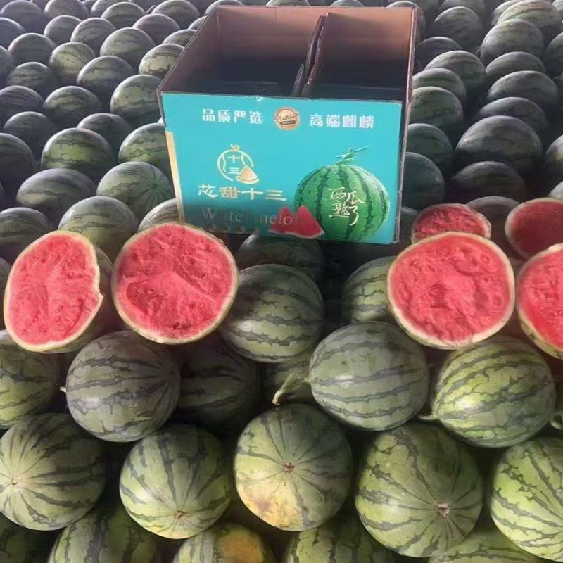 【甘肃西瓜】头茬无籽西瓜/美都西瓜/基地直发/视频看货