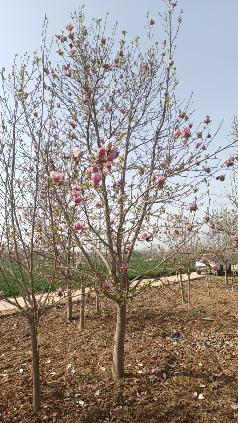 江苏北方紫玉兰，白玉兰，二乔玉兰，8-15公分海量有货