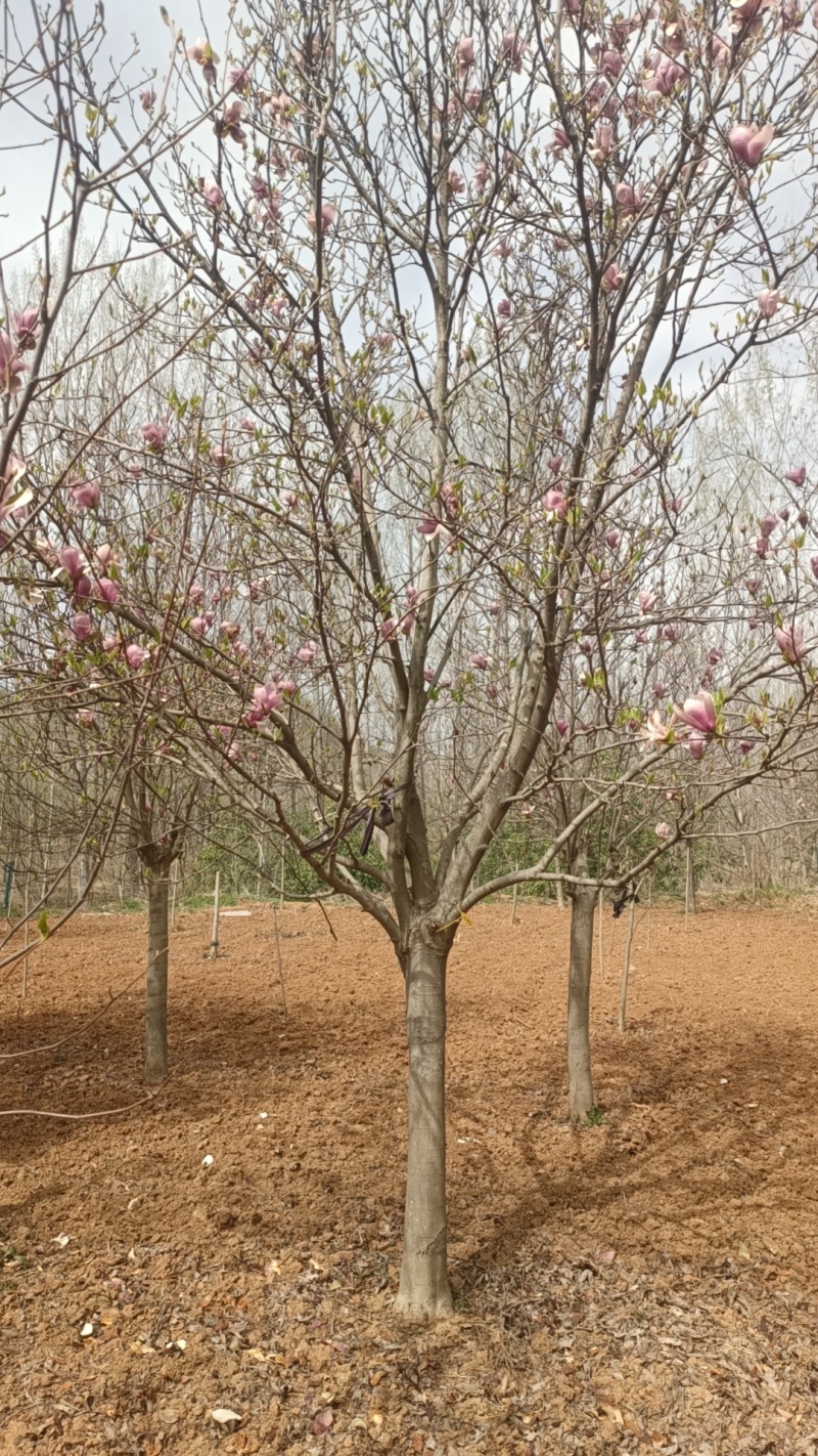 江苏北方紫玉兰，白玉兰，二乔玉兰，8-15公分海量有货