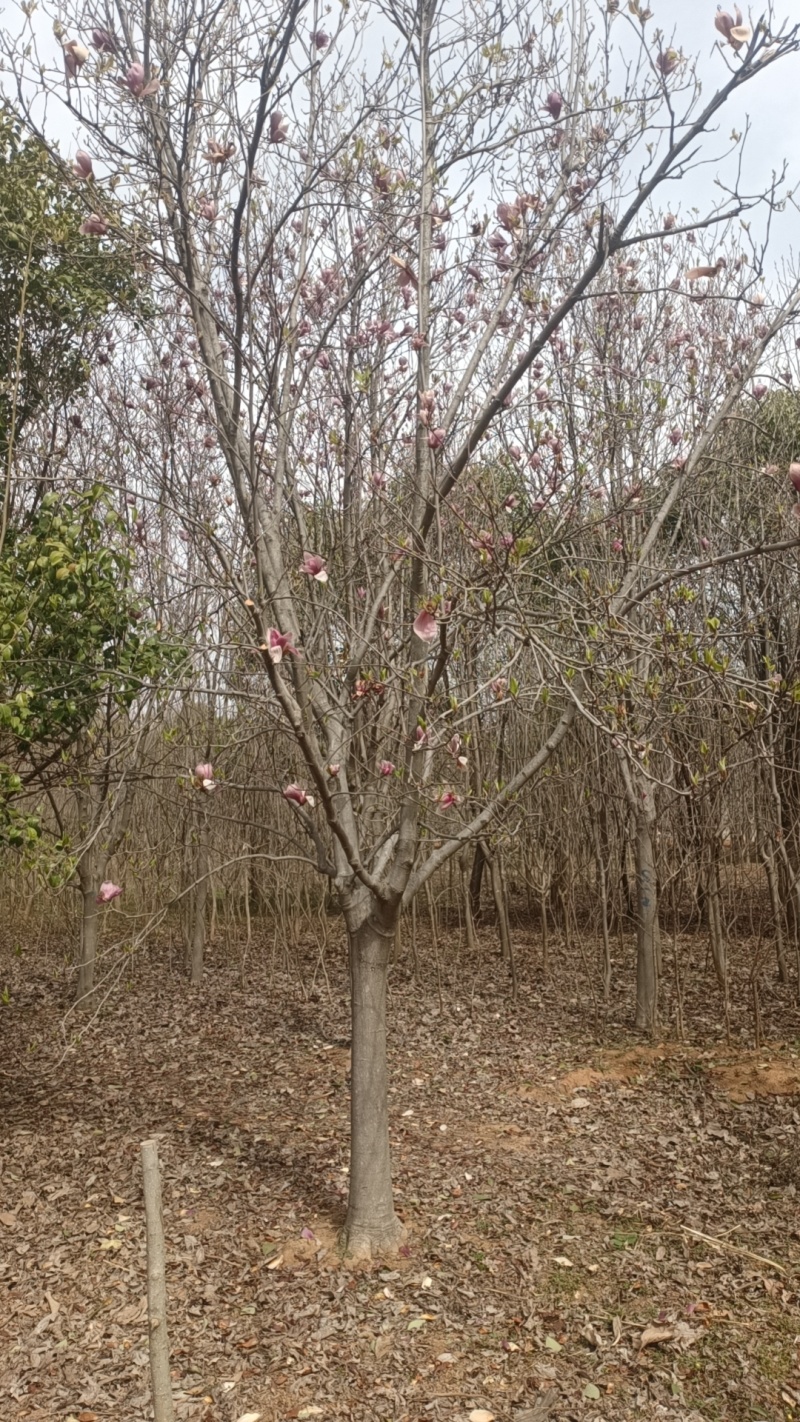 江苏北方紫玉兰，白玉兰，二乔玉兰，8-15公分海量有货