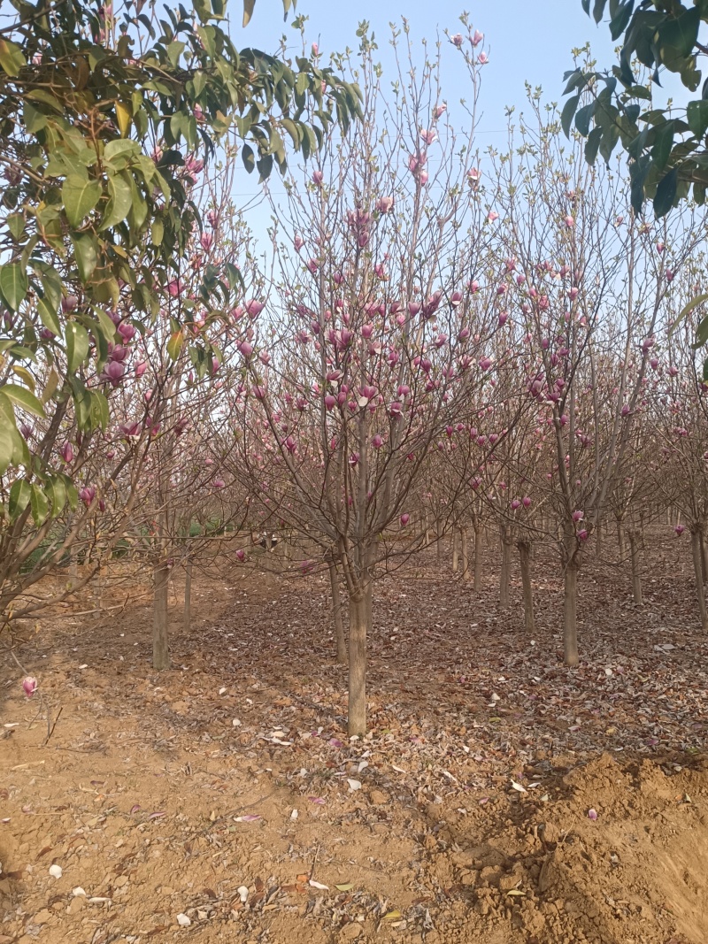 江苏北方紫玉兰，白玉兰，二乔玉兰，8-15公分海量有货