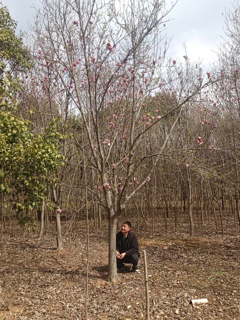 江苏北方紫玉兰，白玉兰，二乔玉兰，8-15公分海量有货