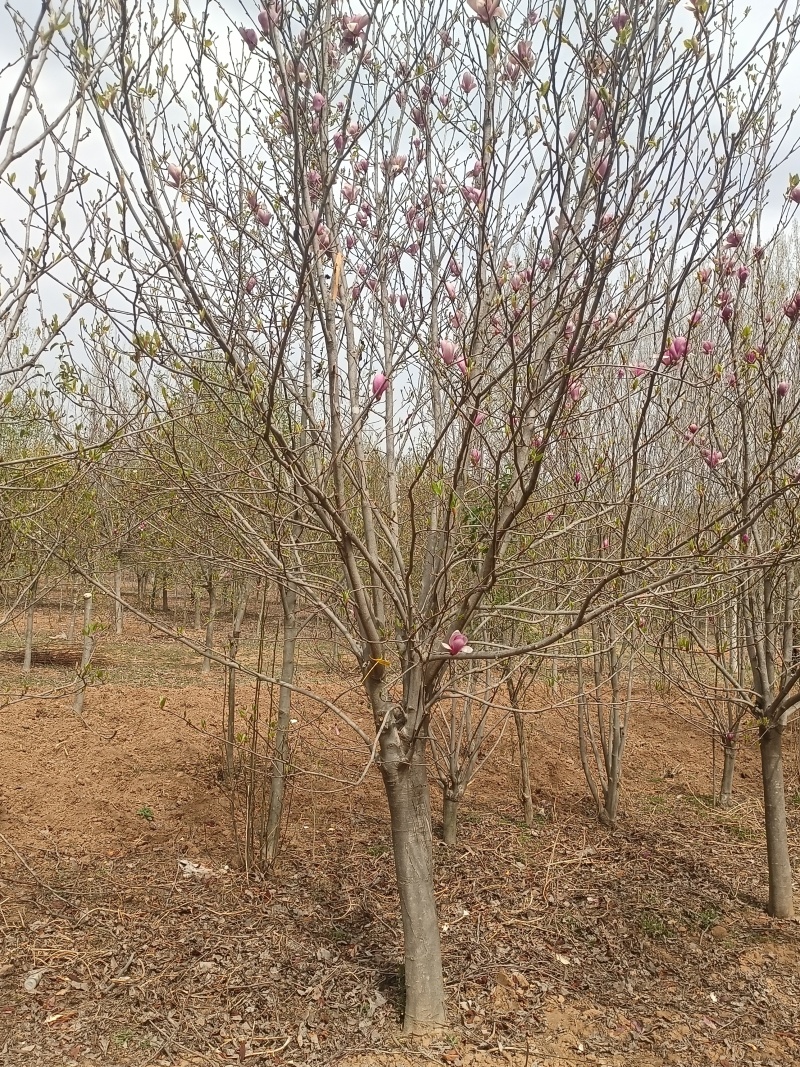 江苏北方紫玉兰，白玉兰，二乔玉兰，8-15公分海量有货