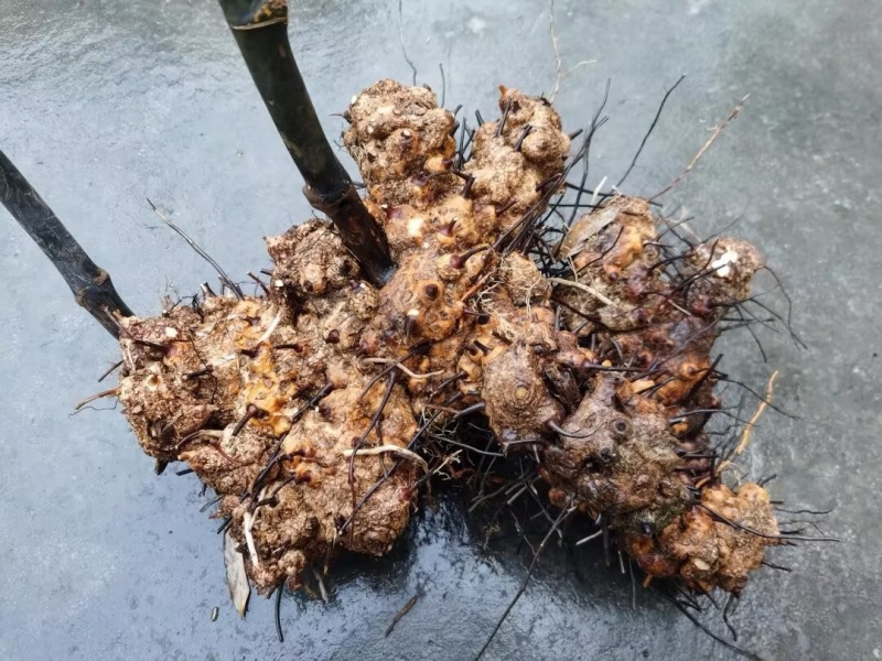 四川金刚藤也叫菝葜新鲜现货产地一手货源量大从优