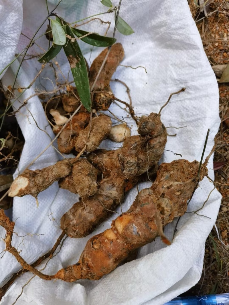 四川金刚藤也叫菝葜新鲜现货产地一手货源量大从优