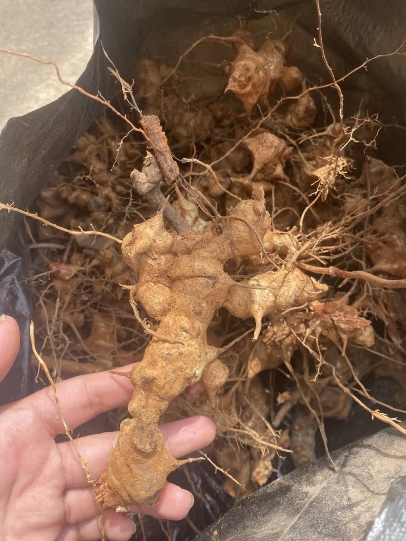 四川金刚藤也叫菝葜新鲜现货产地一手货源量大从优