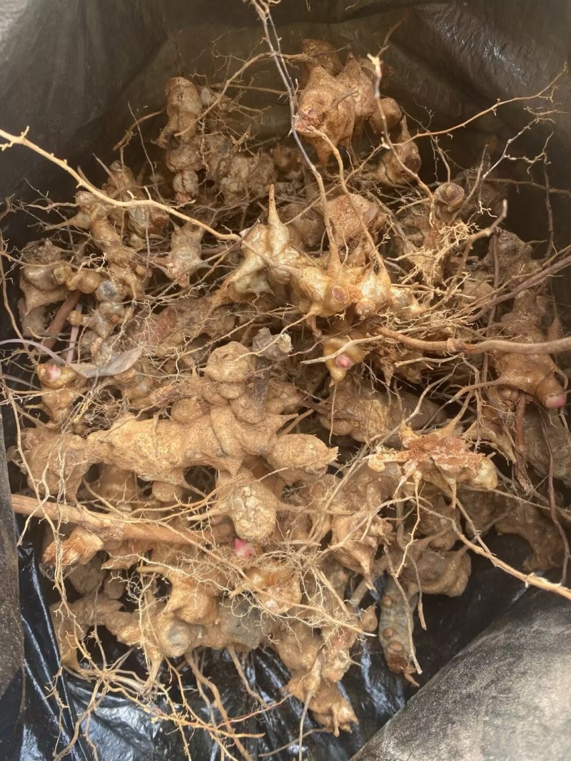 四川金刚藤也叫菝葜新鲜现货产地一手货源量大从优