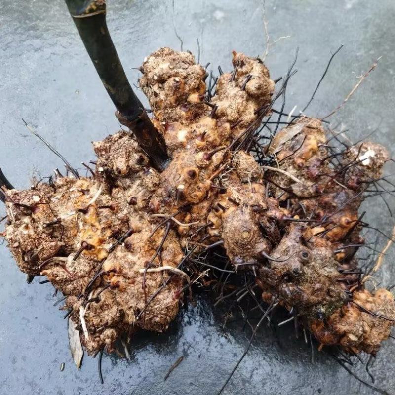四川金刚藤也叫菝葜新鲜现货产地一手货源量大从优