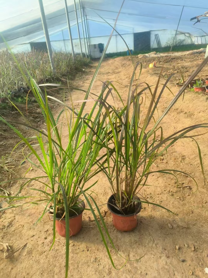 紫叶狼尾草，基地直销，常年销售各种绿化苗木。