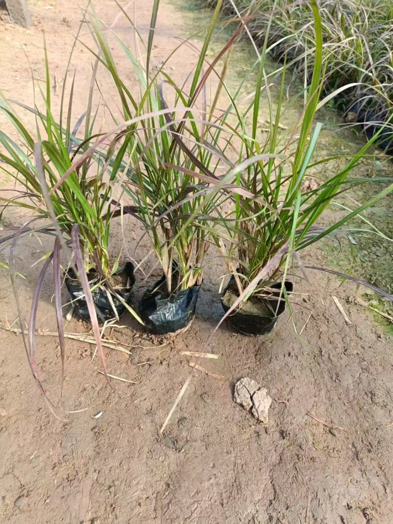 紫叶狼尾草，基地直销，常年销售各种绿化苗木。