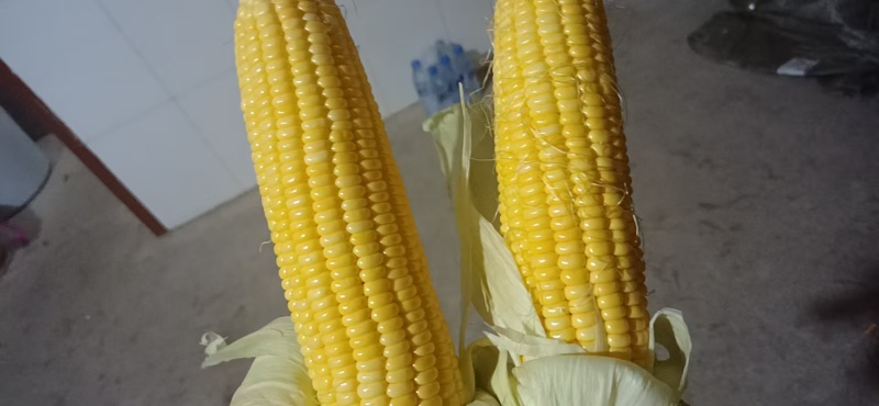 玉米