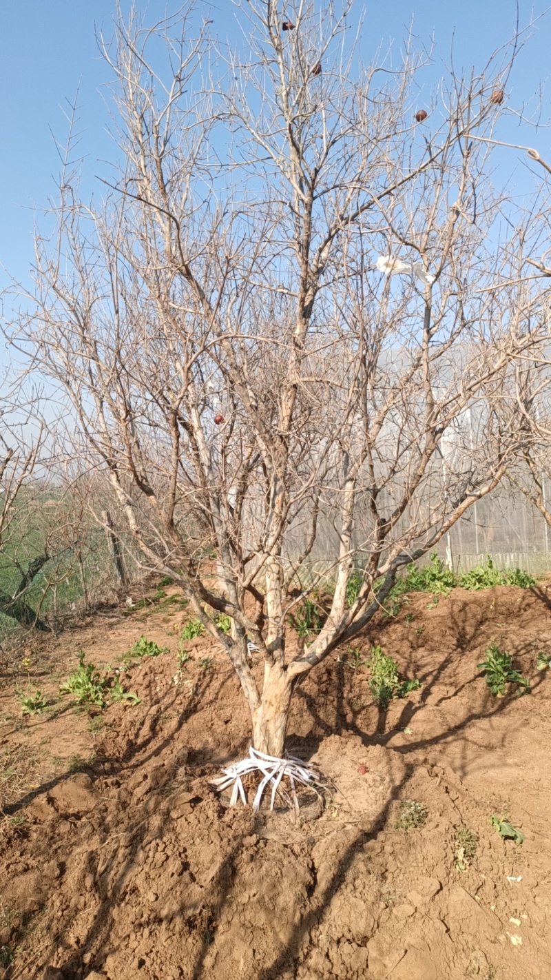 江苏，山东，供应2-25公分花石榴，果石榴，物美价廉。