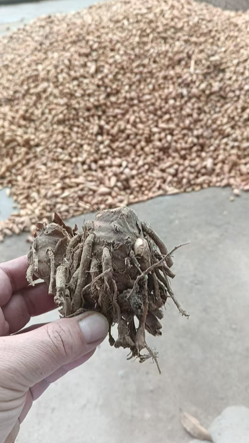 广郁金苗管理方便产量高周期短