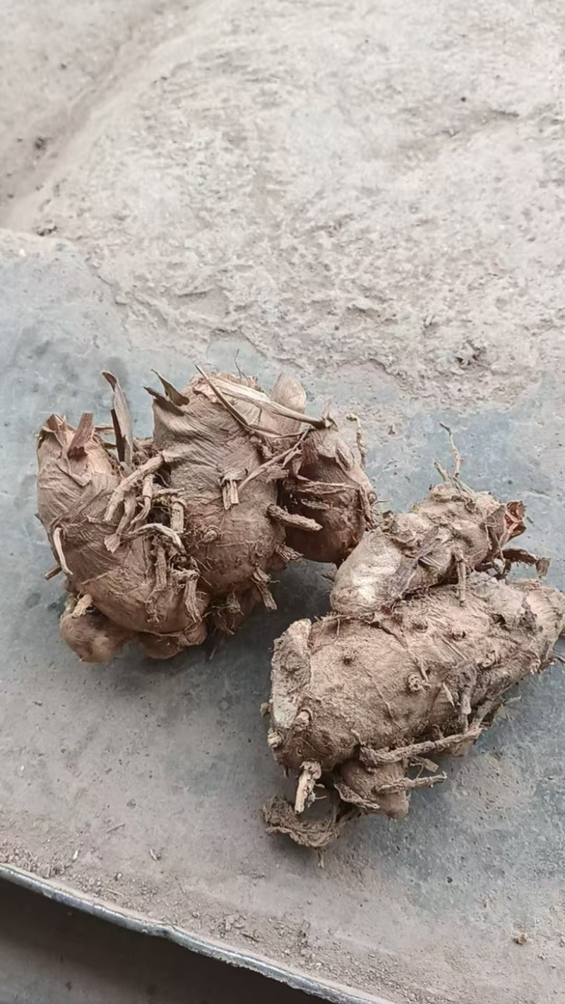 广郁金苗管理方便产量高周期短