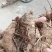 广郁金苗管理方便产量高周期短