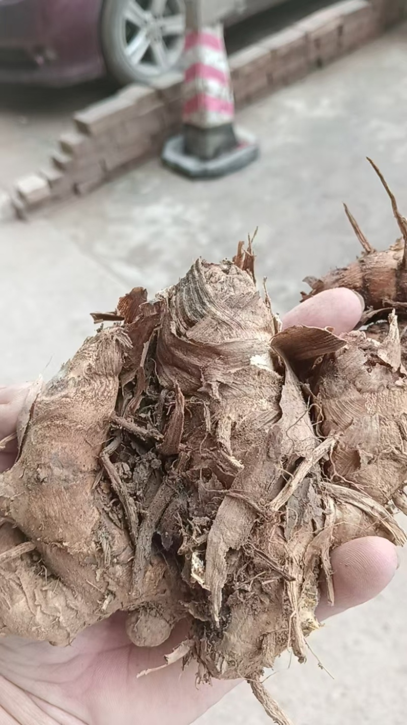 广郁金苗管理方便产量高周期短