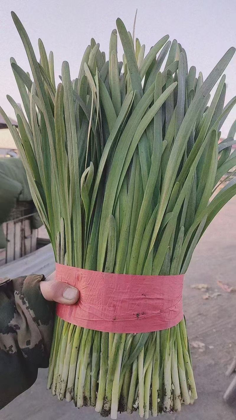 昌黎县韭菜产地直发精品货，对接批发市场档口等全国发货