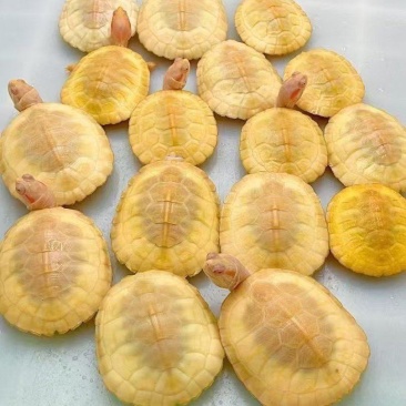 白巴碌仔，4-7cm