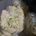 高山木竹笋四月份大量上市产地直供整车走货商超电商代发