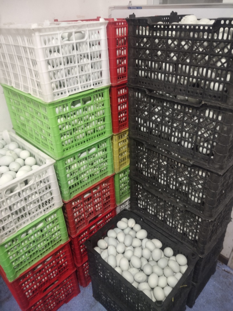 【推荐】原生态蟹黄咸鸭蛋/工厂直发/视频看货/欢迎咨询