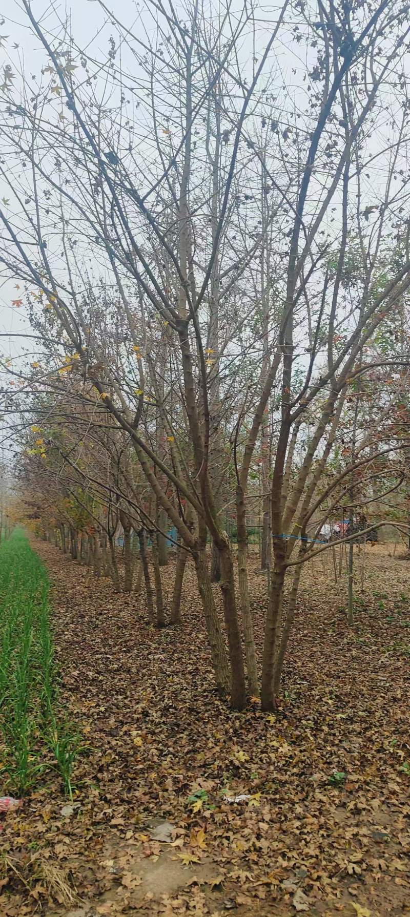 丛生朴树