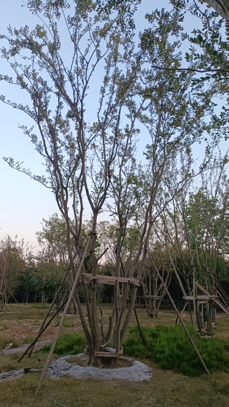 丛生朴树