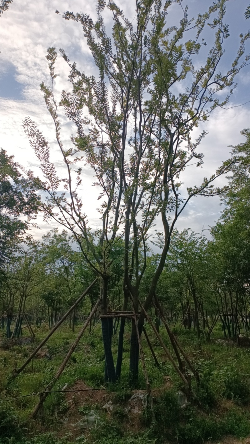 丛生朴树