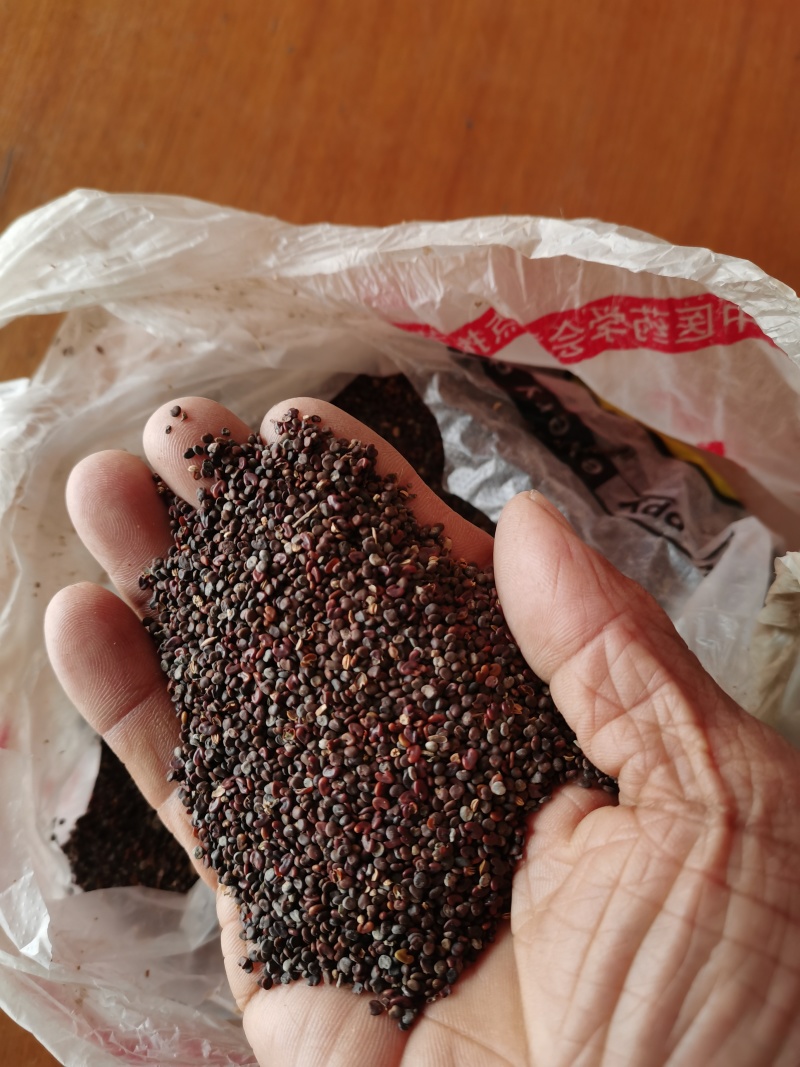 沙苑子药用，种子用保发芽出苗