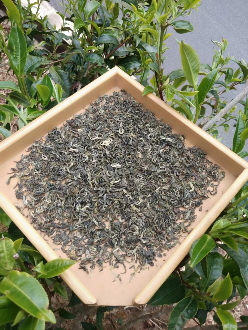 梁河回龙明前茶