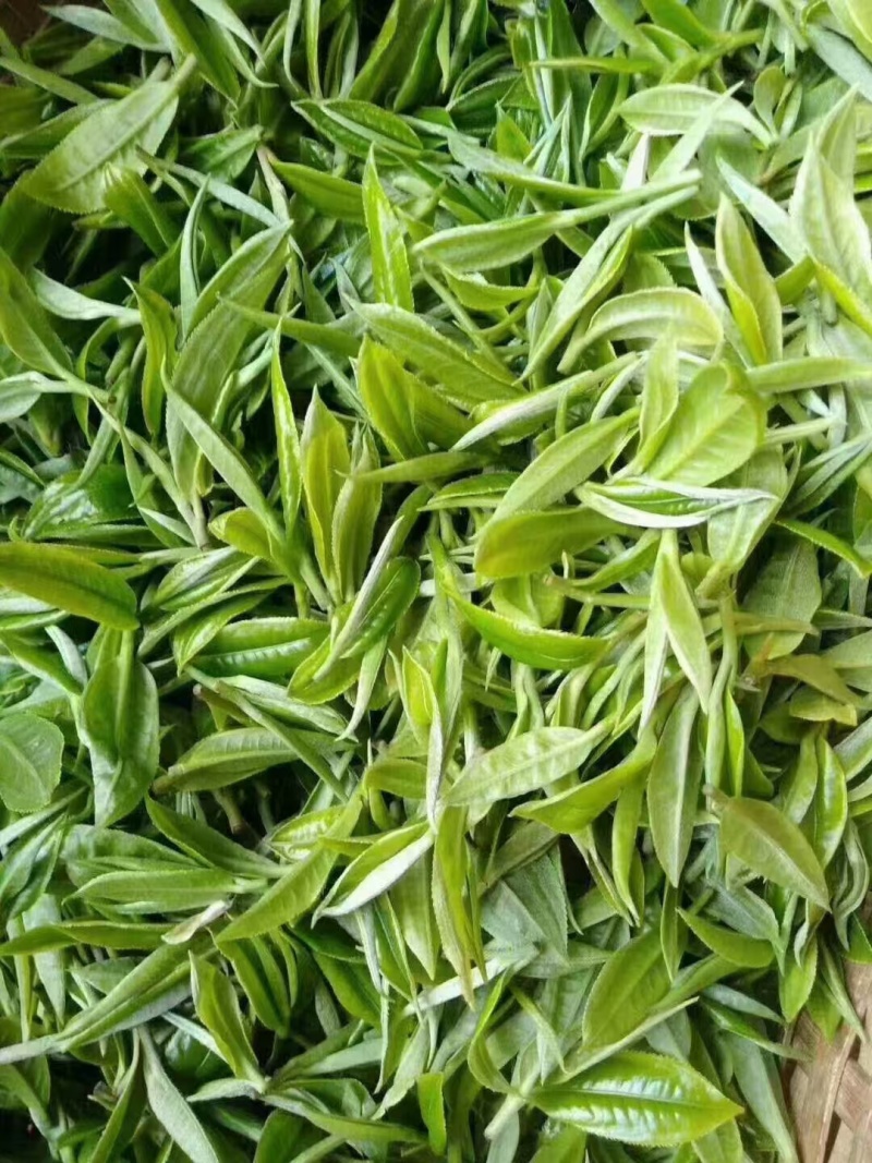 梁河回龙明前茶