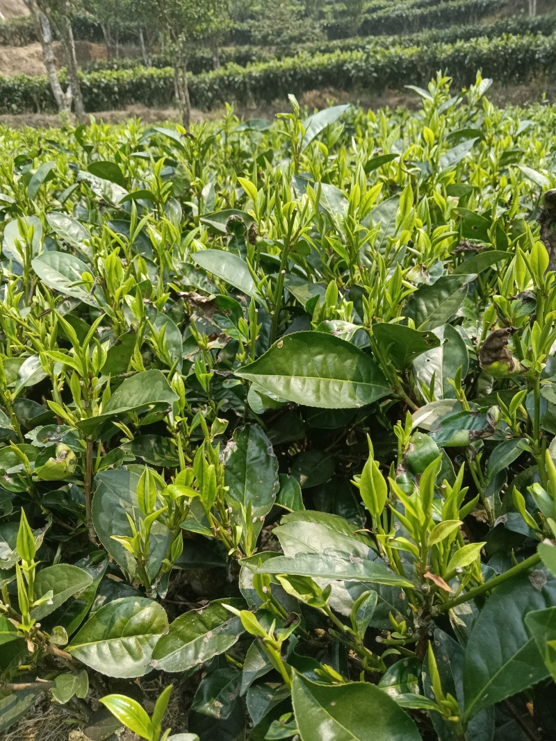 梁河回龙明前茶