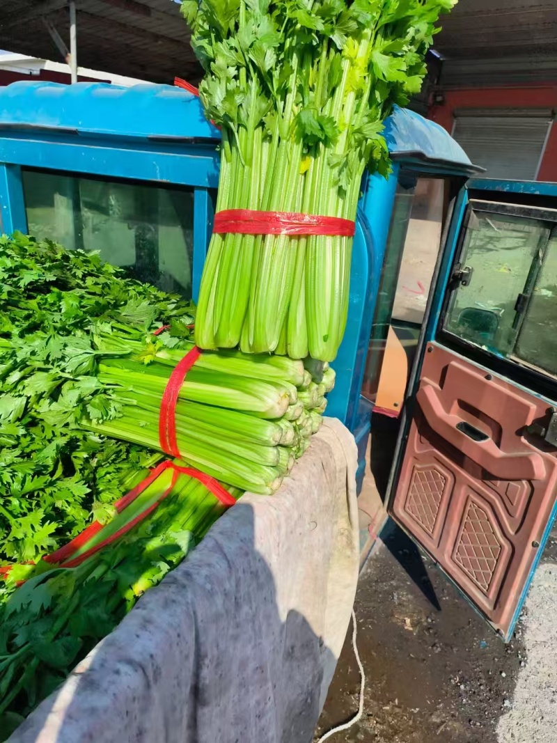 精品芹菜产地直发，质量保证一手货源，供超市电商批发市场等