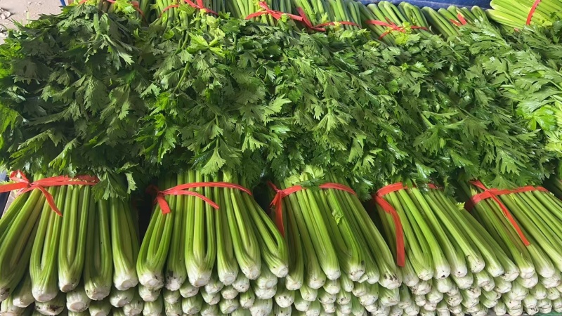 精品芹菜产地直发，质量保证一手货源，供超市电商批发市场等