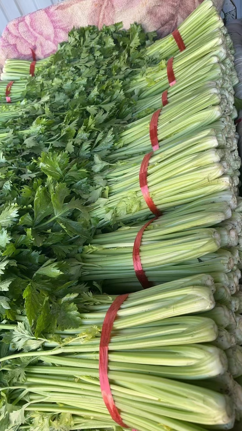 精品芹菜产地直发，质量保证一手货源，供超市电商批发市场等