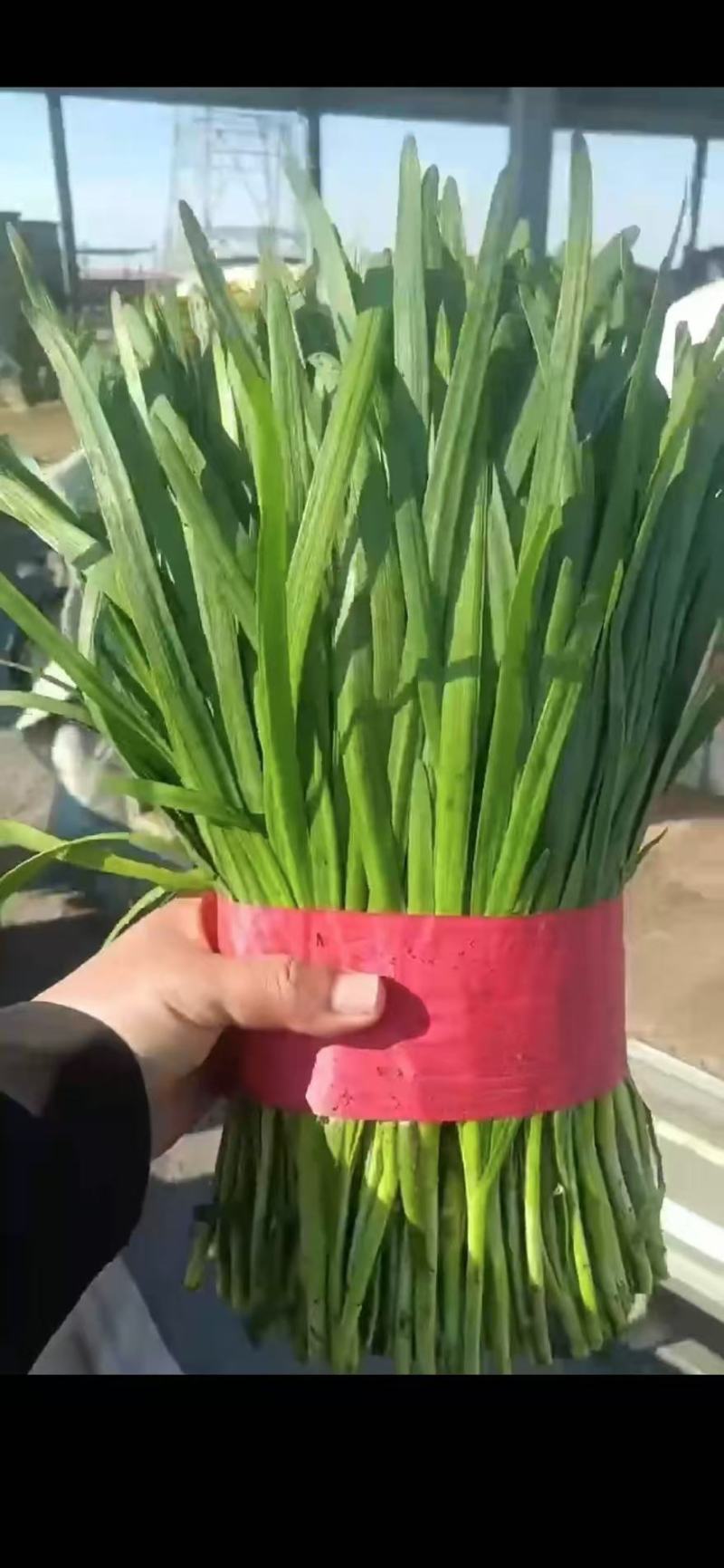 秦皇岛蔬菜大量上市价格公道，质量保证，耐运输长期有货