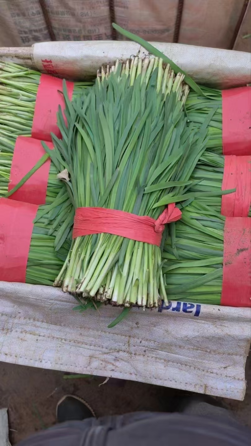 秦皇岛蔬菜大量上市价格公道，质量保证，耐运输长期有货