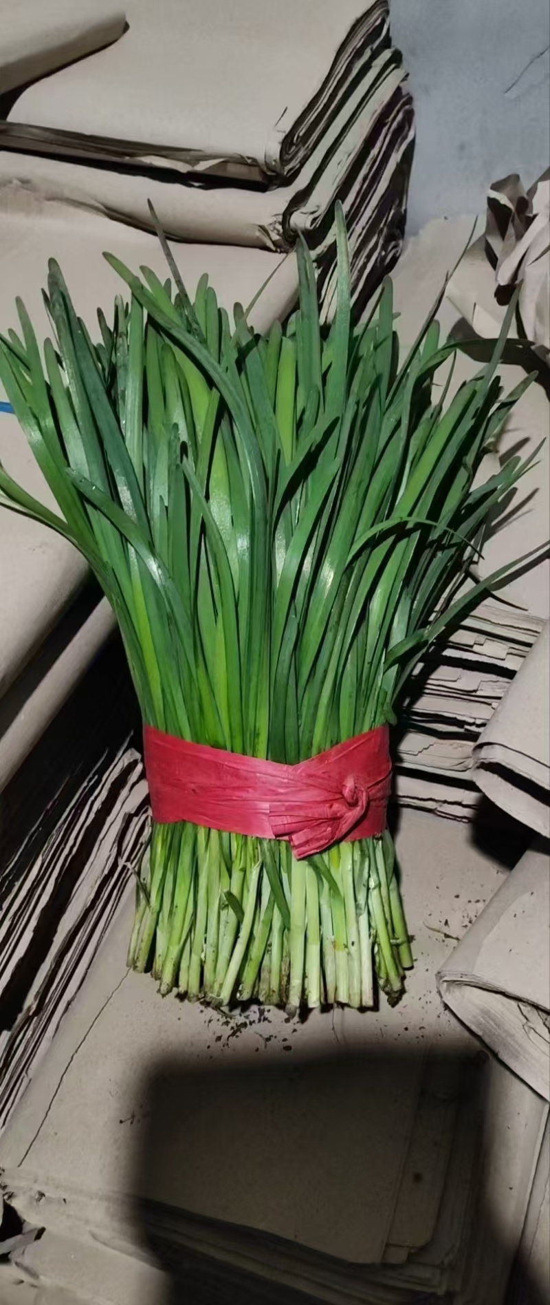 秦皇岛蔬菜大量上市价格公道，质量保证，耐运输长期有货