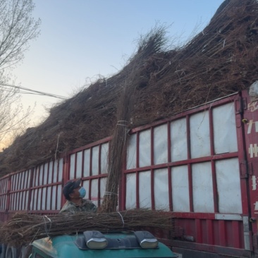 两公分榆树