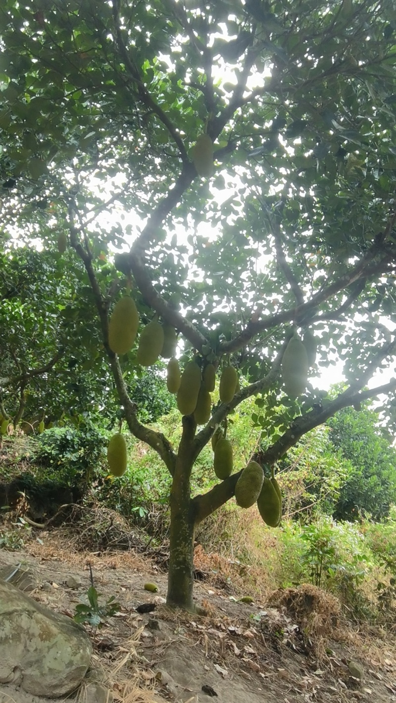 自家果园菠萝蜜