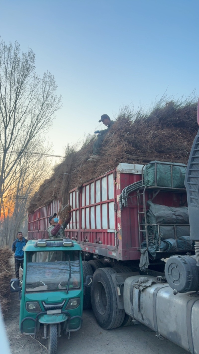 两公分榆树