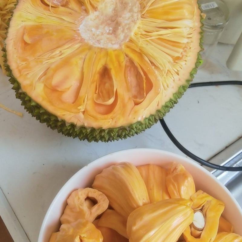 自家果园菠萝蜜