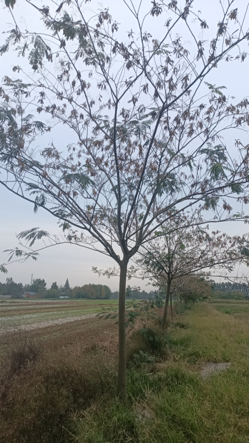 江苏，山东，8-20合欢树，物美价廉。