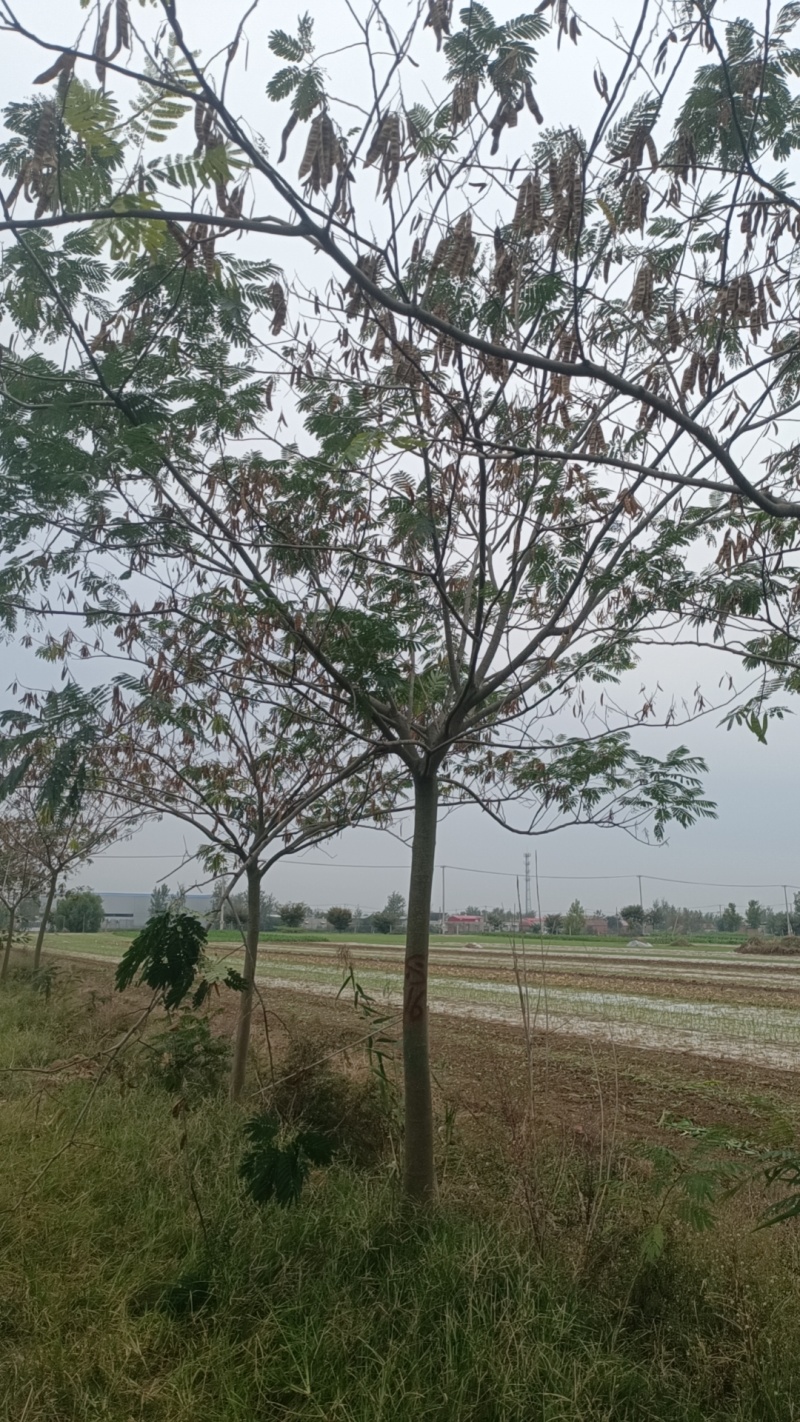 江苏，山东，8-20合欢树，物美价廉。