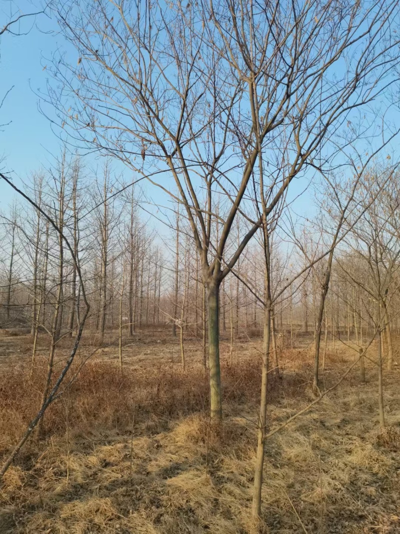 江苏，山东，8-20合欢树，物美价廉。