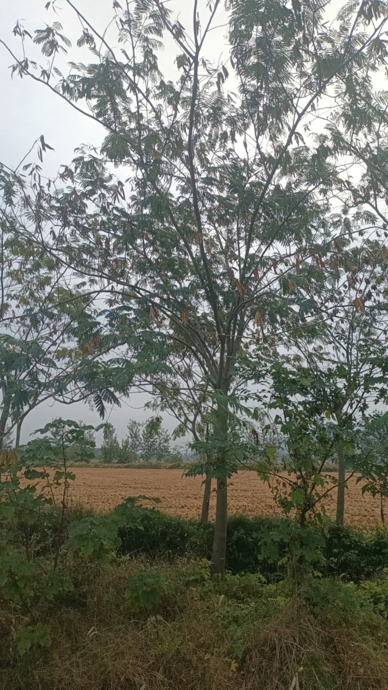 江苏，山东，8-20合欢树，物美价廉。